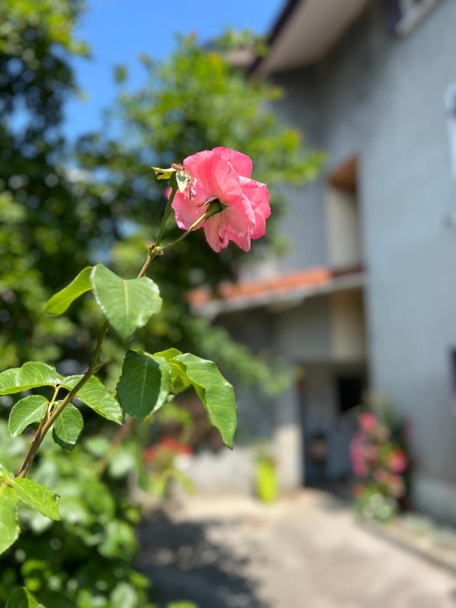 La Branche Du Cerisier Apartment Annecy Bagian luar foto